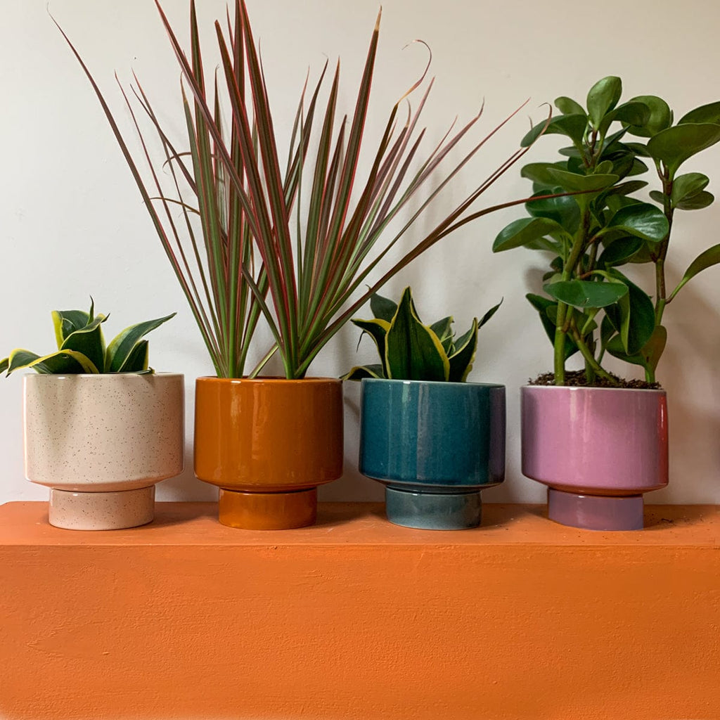 Kaya Shorty 2-Piece Ceramic Planter by Justina Blakeney™ Jungalow® Planters